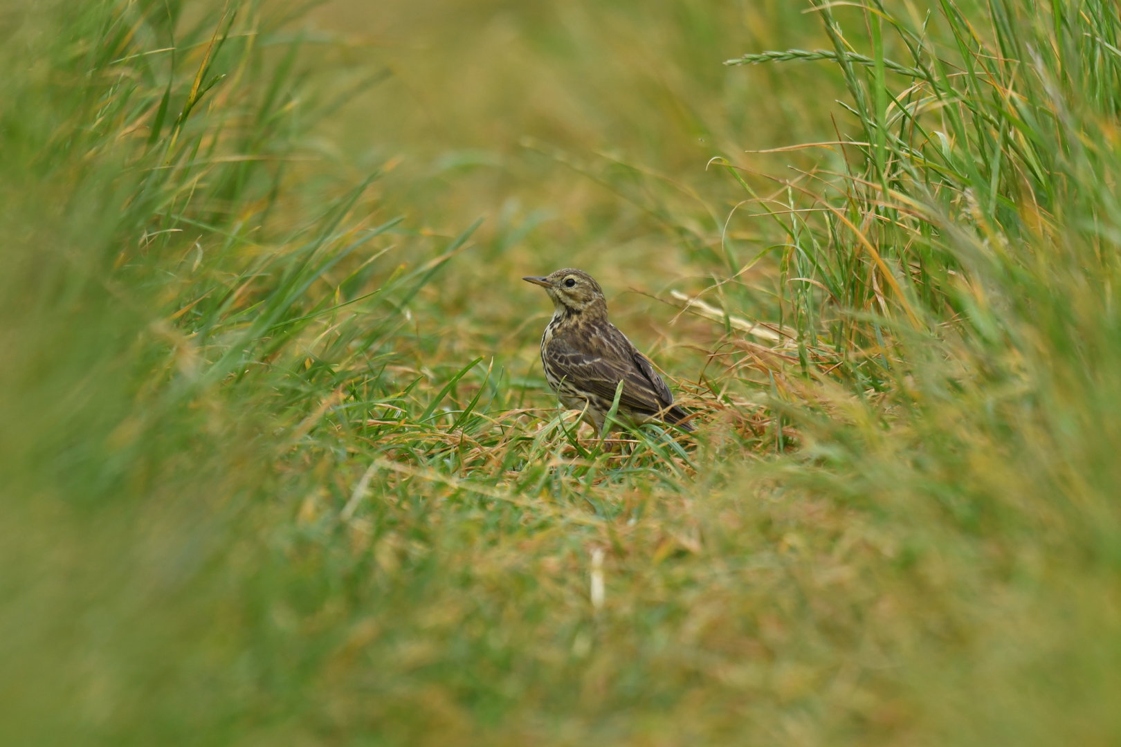 Meadow Pipit Anthus pratensis