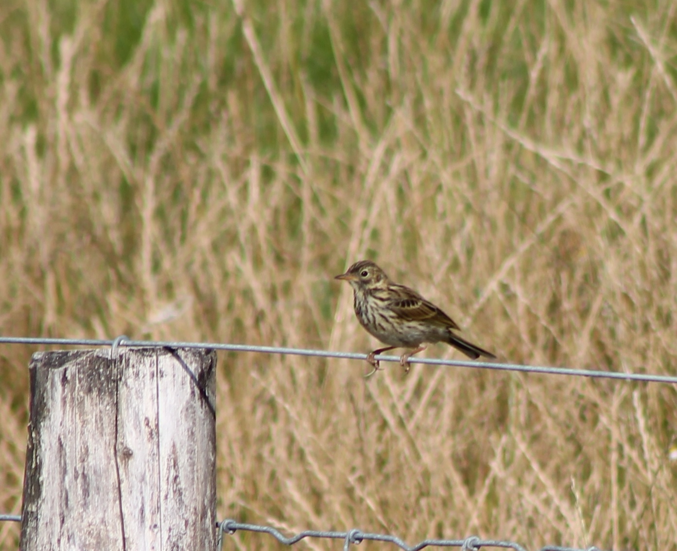 Meadow pipit