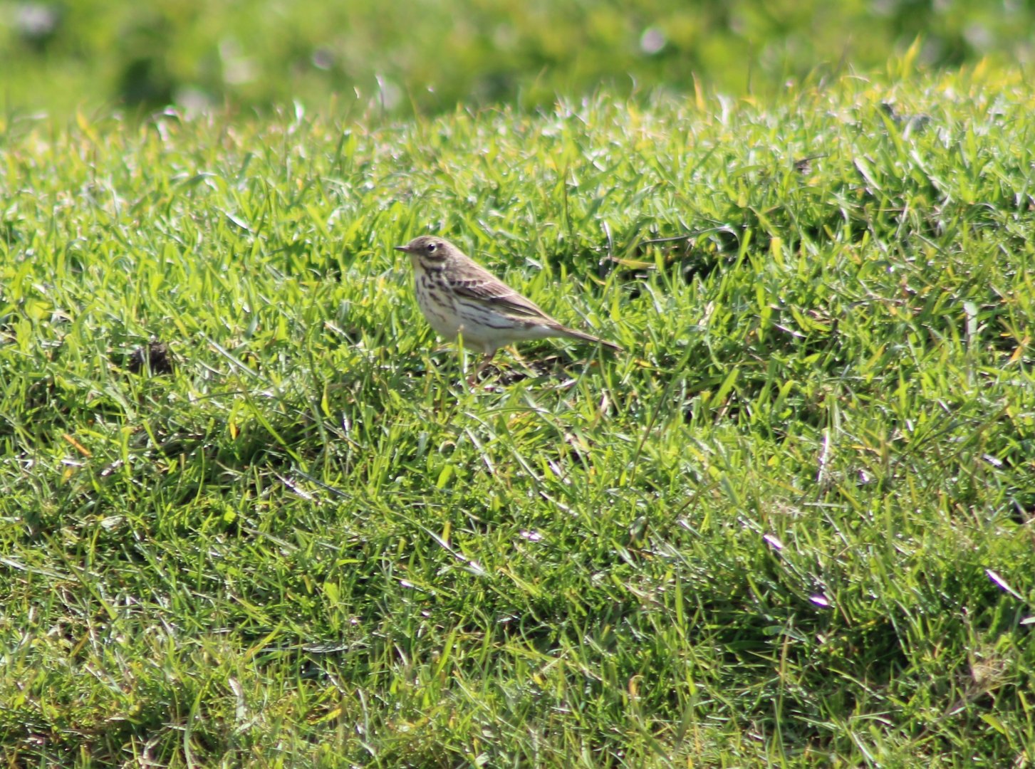 Meadow Pipit