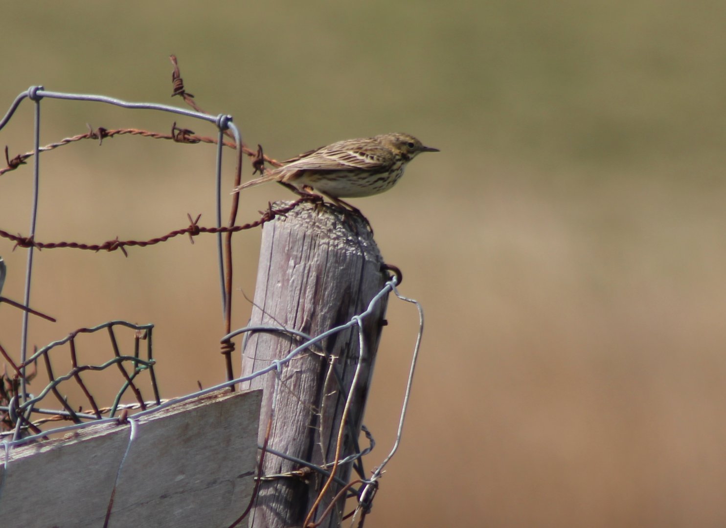 Meadow pipit