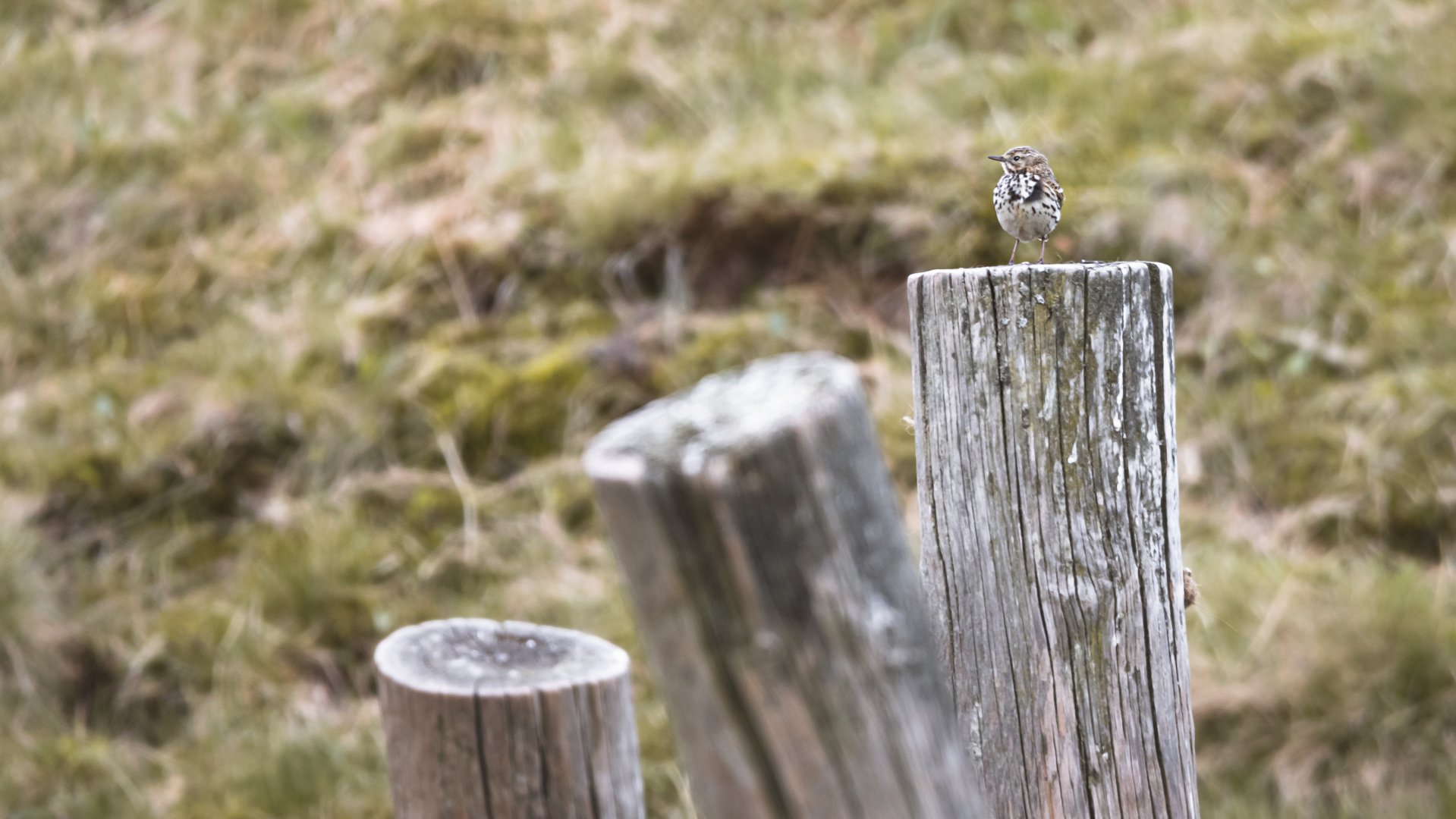 Meadow pipit