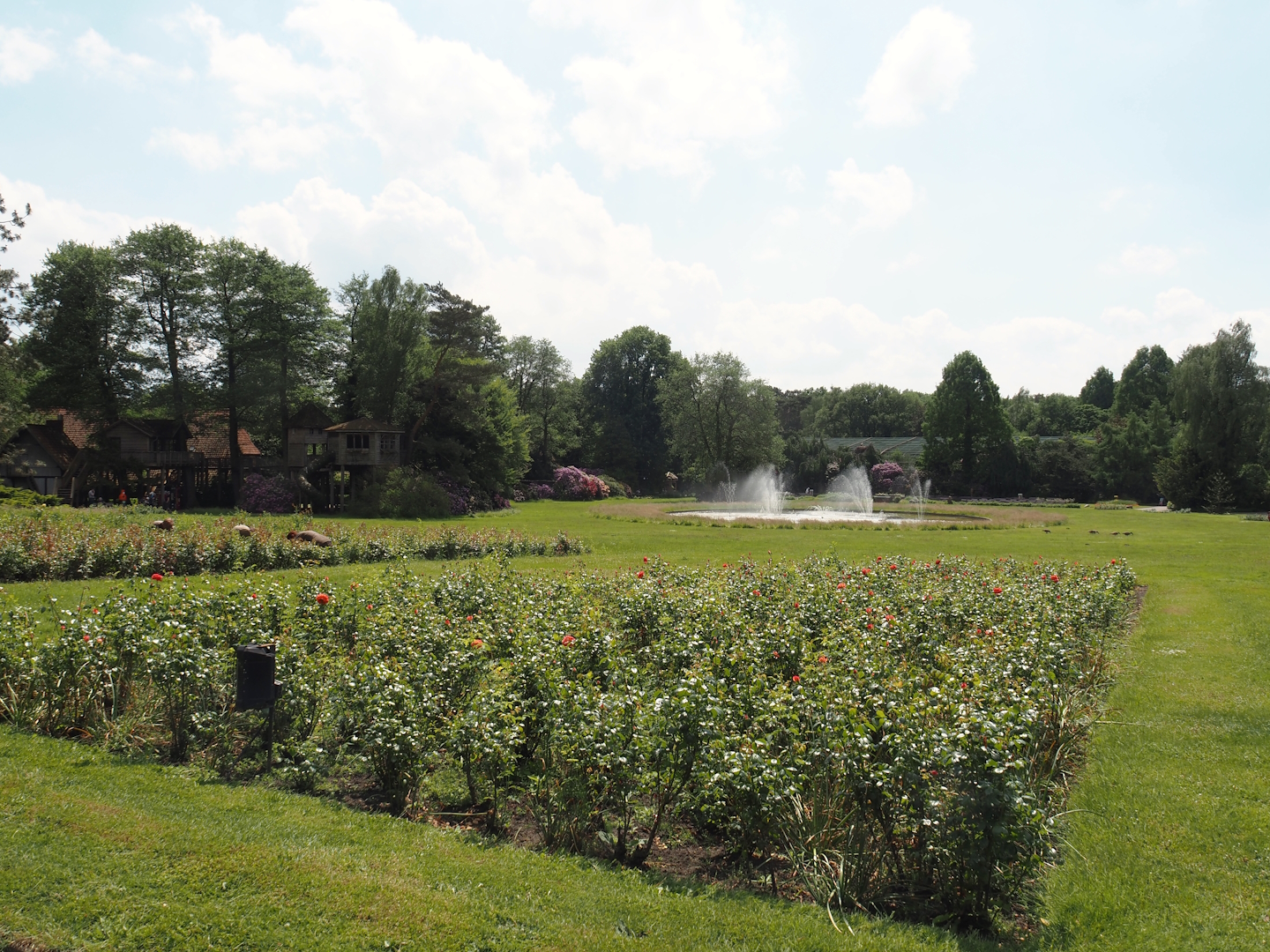 Meadow, pond with fountains and rose gardens between the bird show area and the Rosencafé, 2024-05-23
