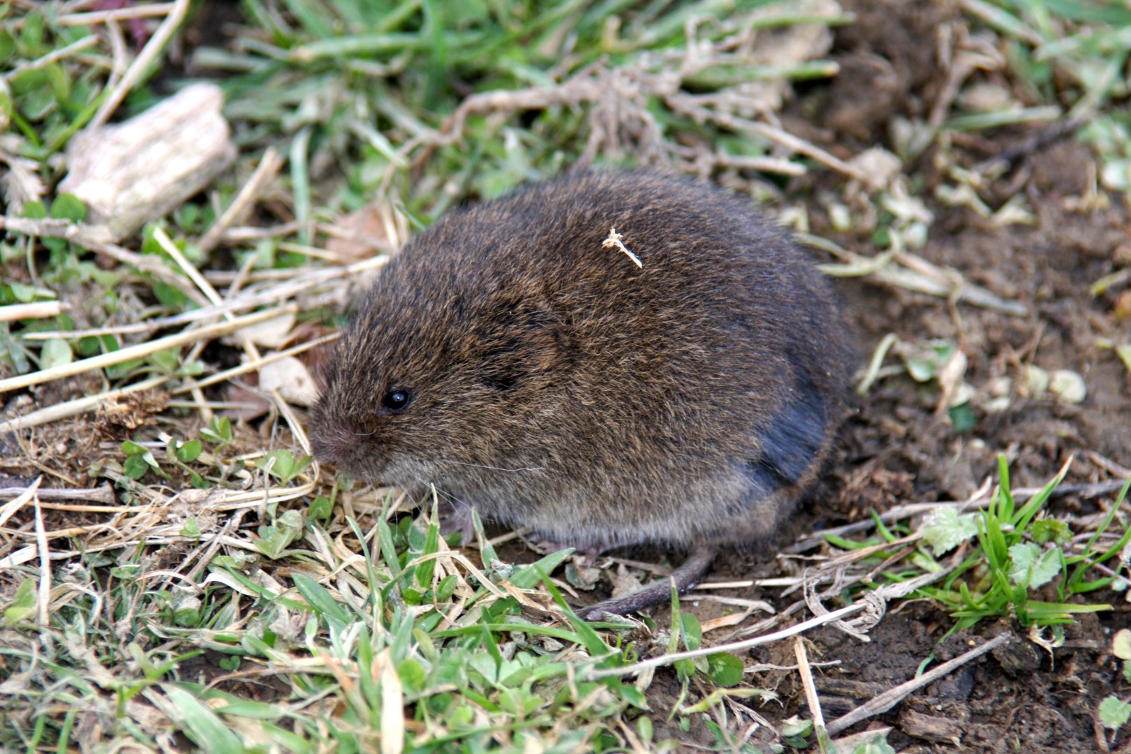 meadow vole (Microtus pennsylvanicus) in New Jersey 2008