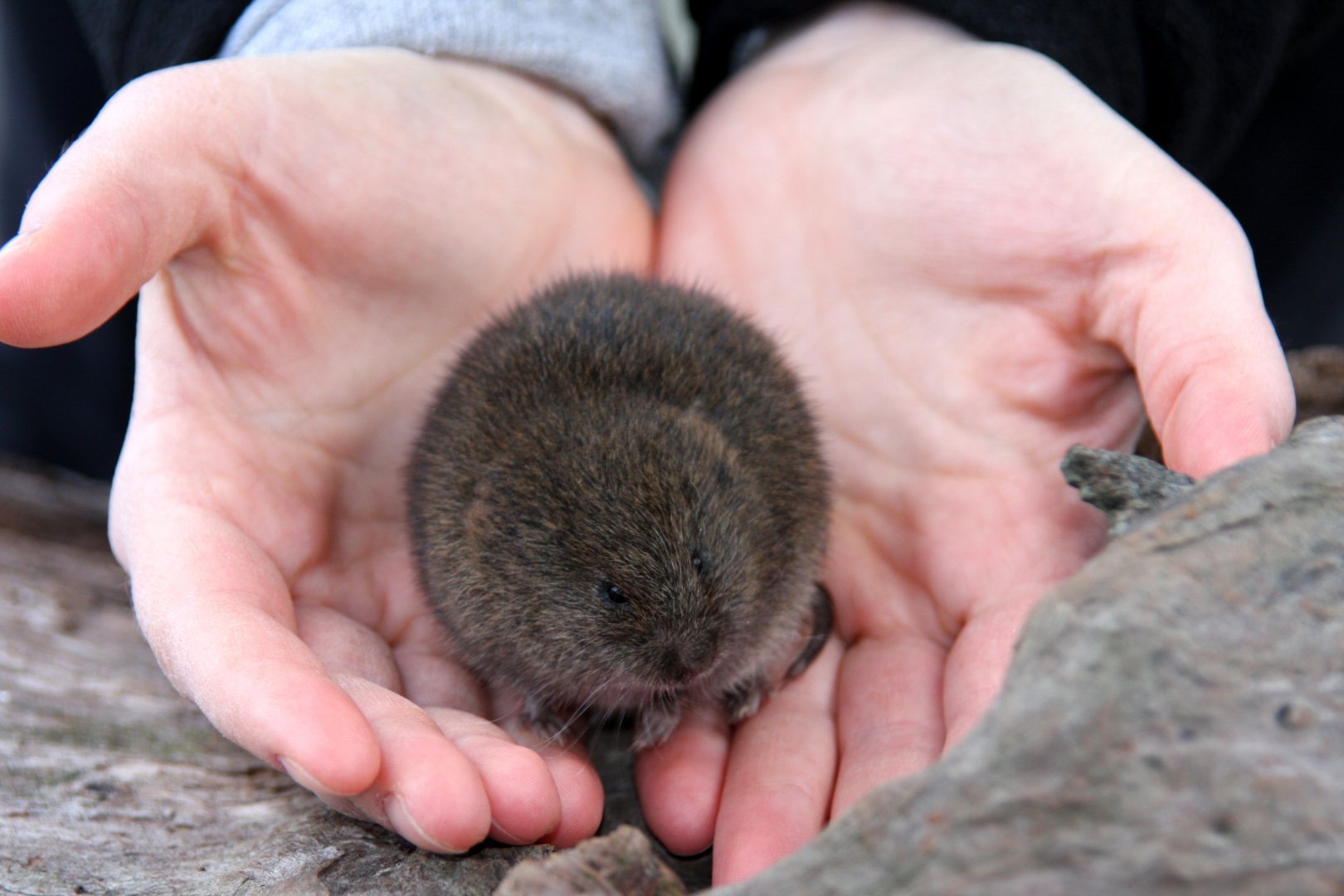 meadow vole (Microtus pennsylvanicus) in New Jersey 2008