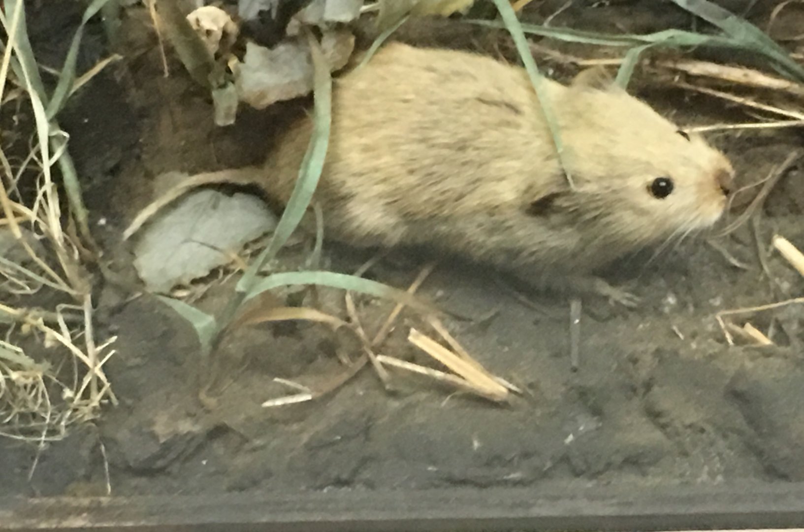 Meadow vole (Microtus pennsylvanicus)