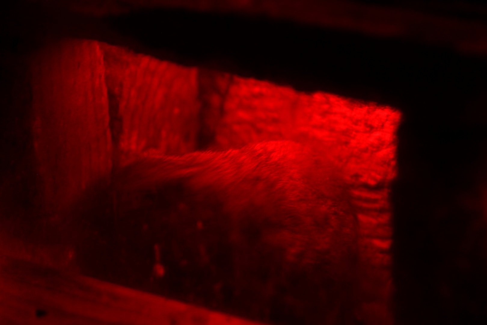 meadow vole (Microtus pennsylvanicus)