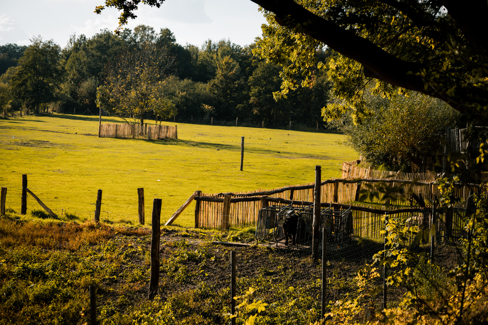 Meadow with Pig pens in the foreground