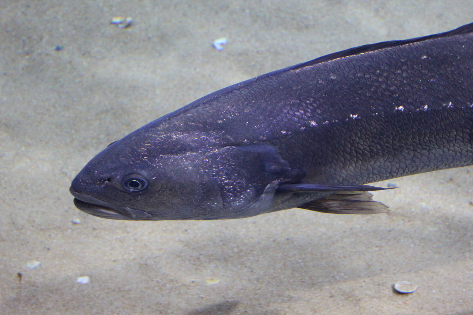 Meagre - Malta National Aquarium