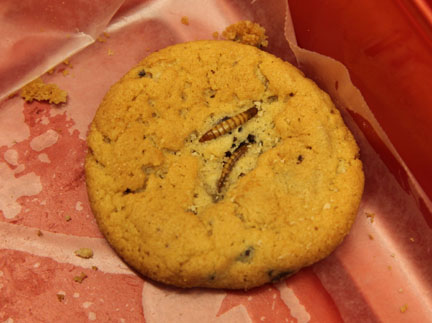 meal worm cookie
