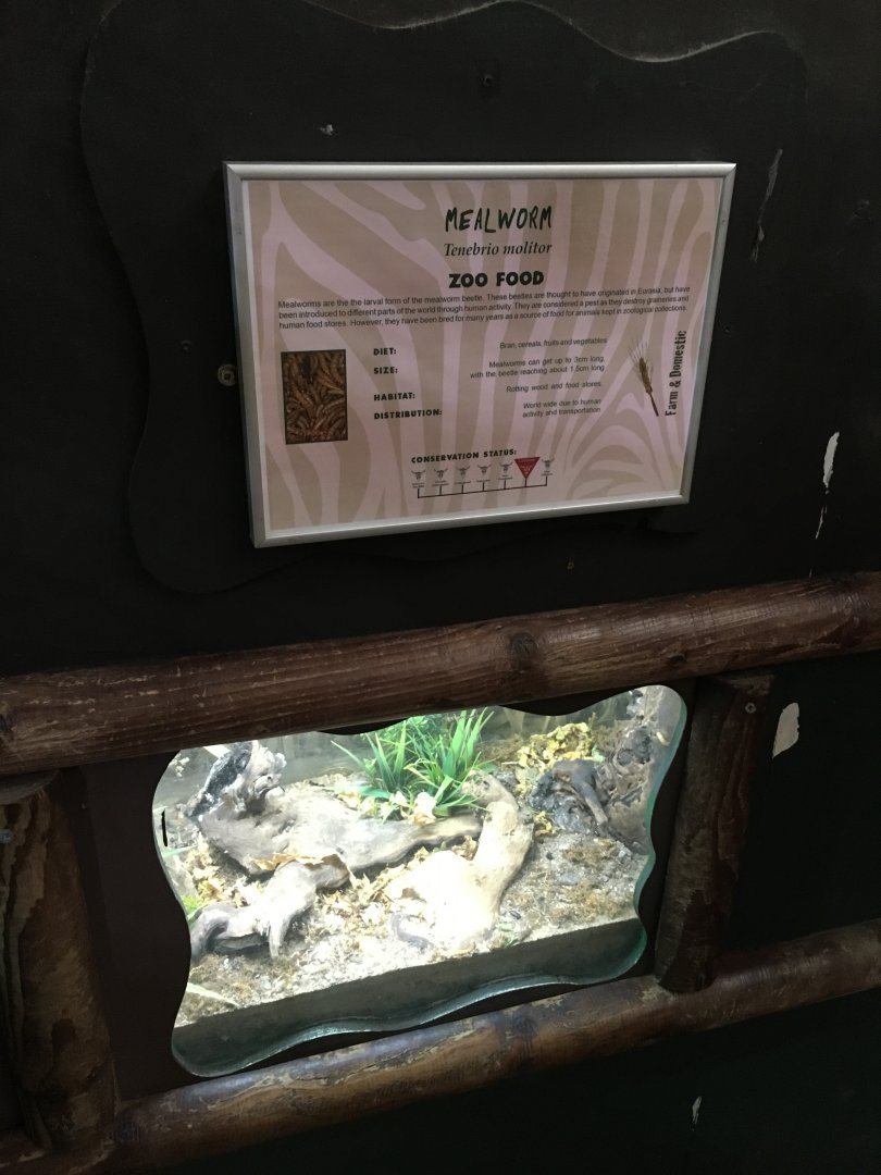 Mealworm exhibit 040817