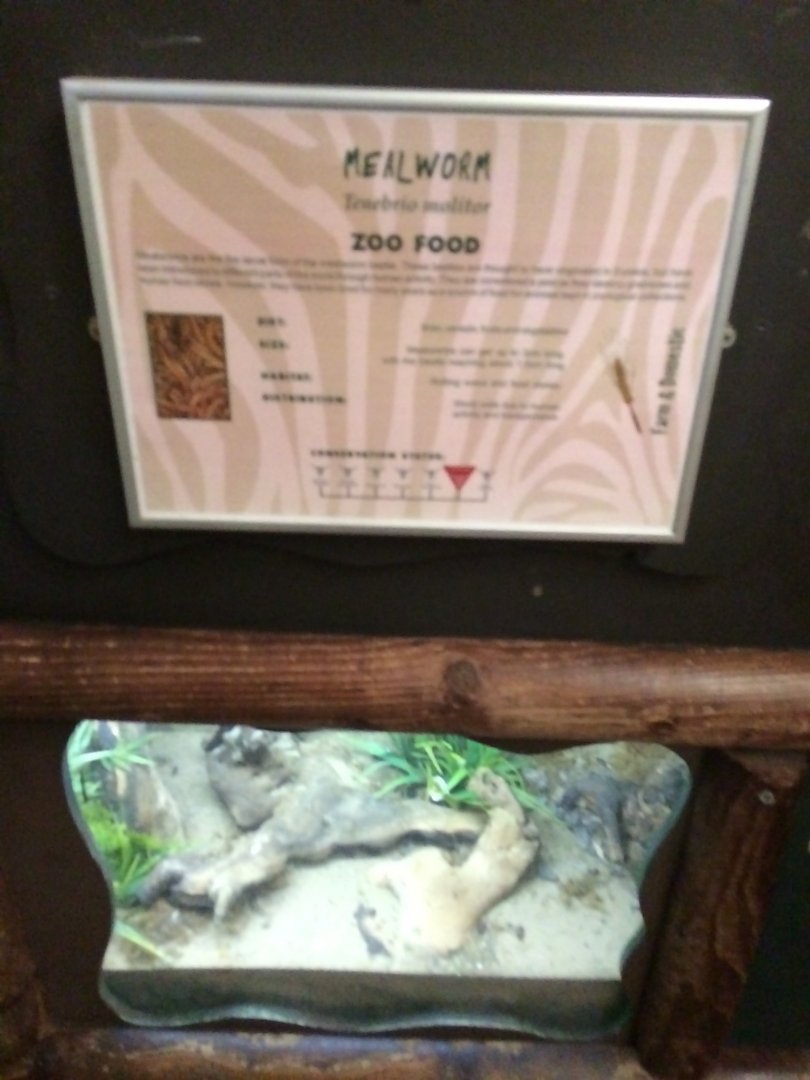 Mealworm exhibit