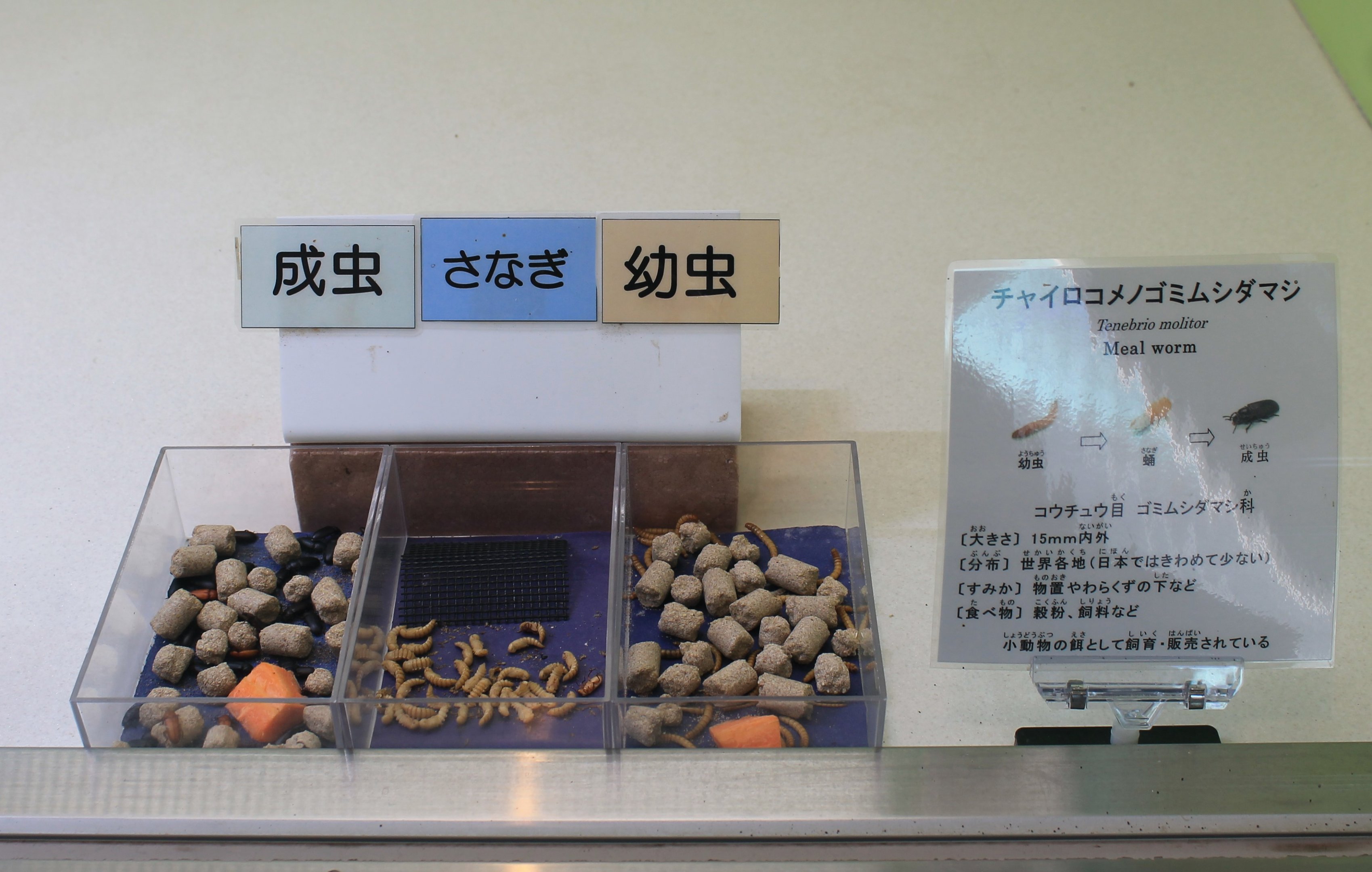 Mealworms (Tenebrio molitor) - Insectarium