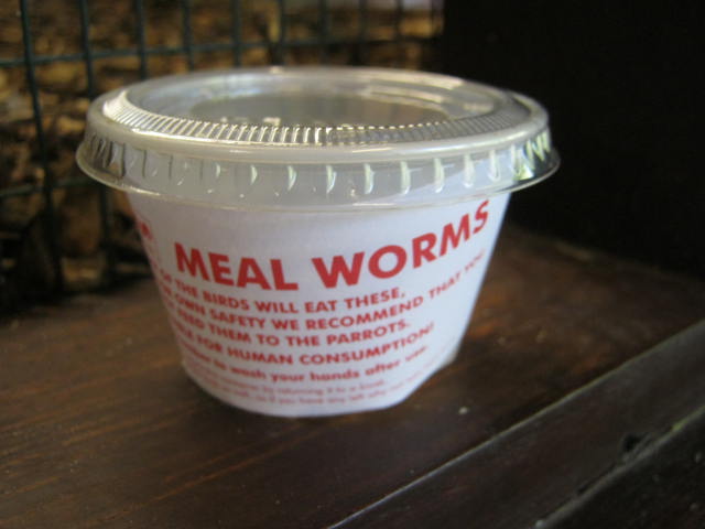 Mealworms to Feed Birds 2017