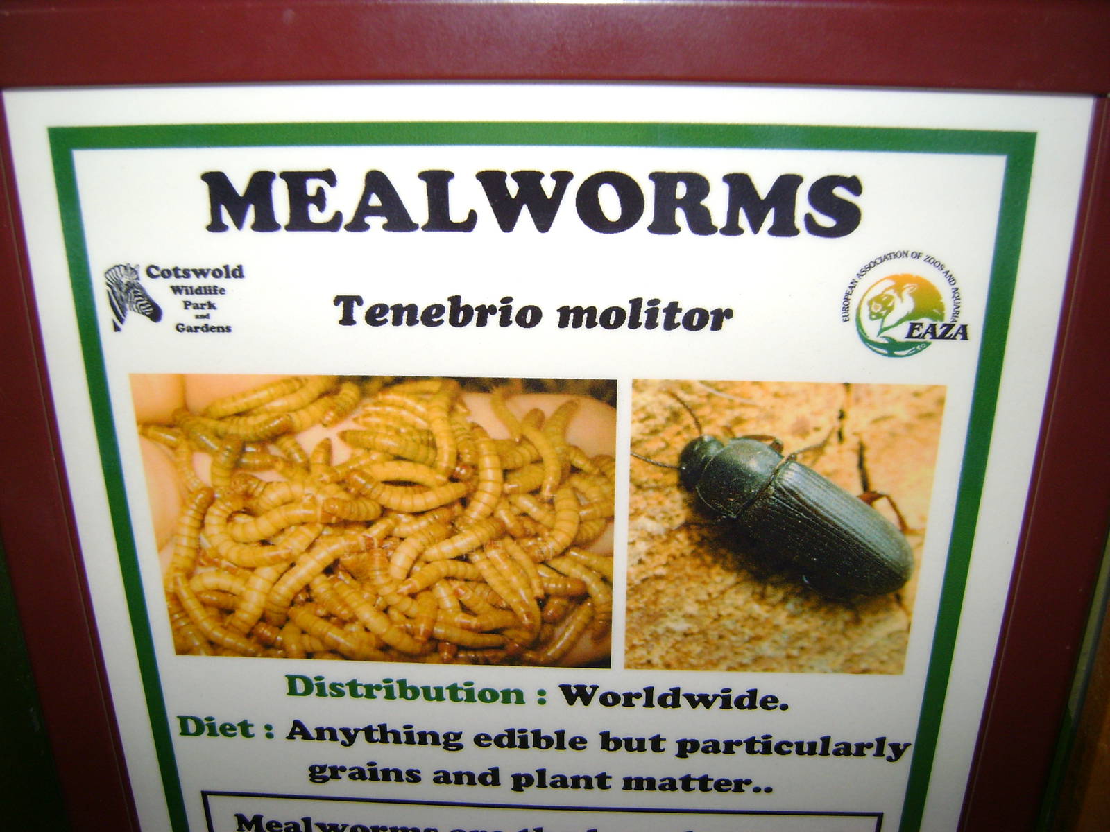 Mealworms!