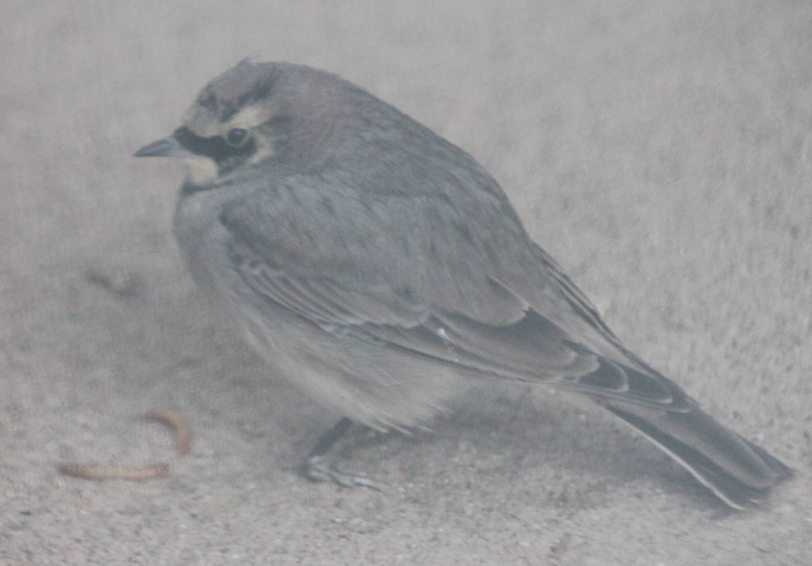 Mealwurms.... and a Beach lark
