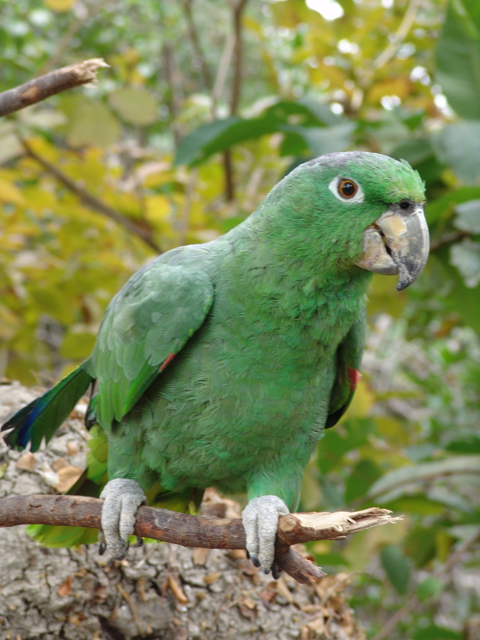 Mealy Amazon (Amazona farinosa)