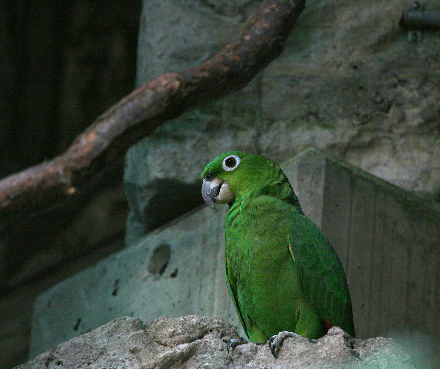 Mealy amazon (Amazona farinosa)