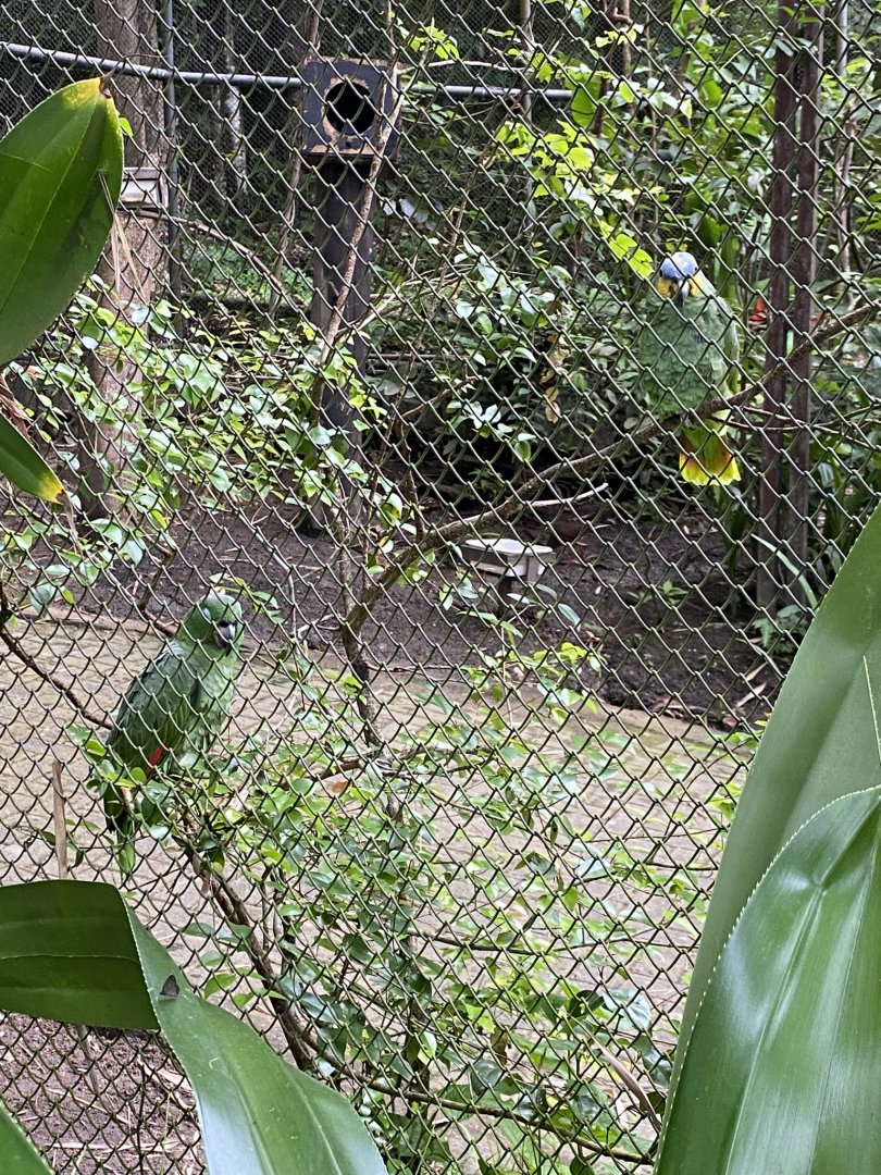 Mealy Amazon and Turquoise-fronted Amazon
