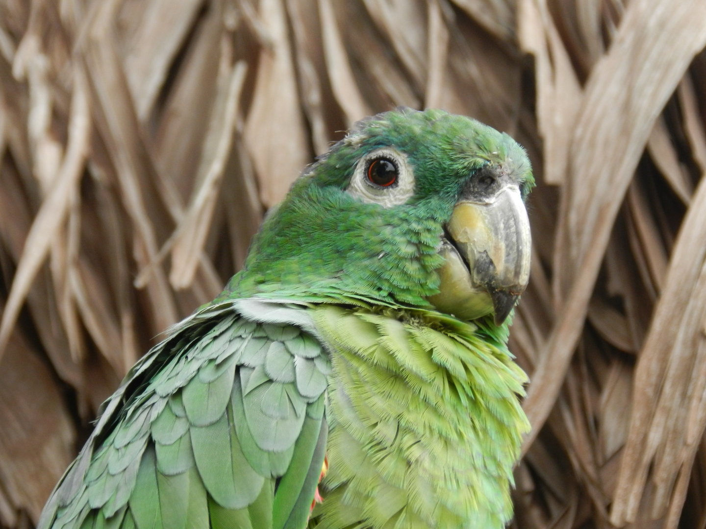 Mealy amazon - Parque de Las Leyendas