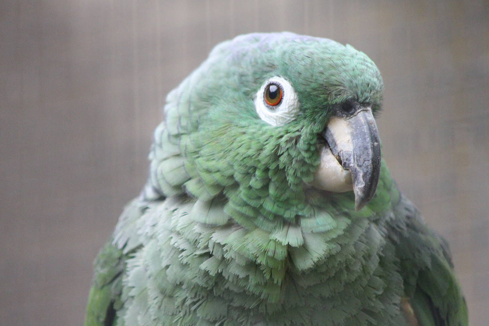 mealy amazon parrot ( which subspecies ? )