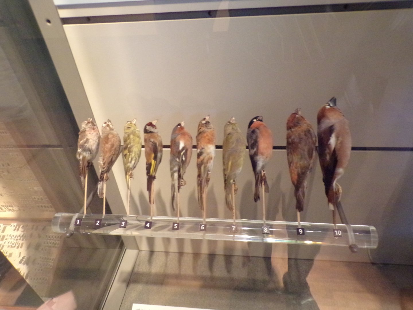 Mealy redpoll, Linnet, Siskin, Goldfinch, Chaffinch, Brambling, Greenfinch, Bullfinch, Crossbill and Hawfinch (taken in Kelvingrove museum) 12.2.24