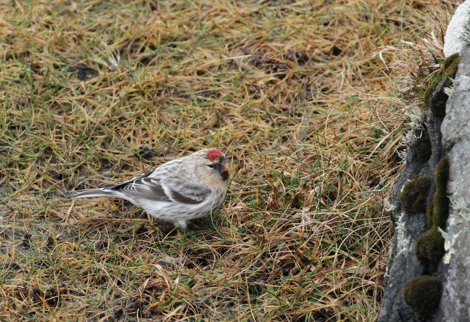 Mealy Redpoll?