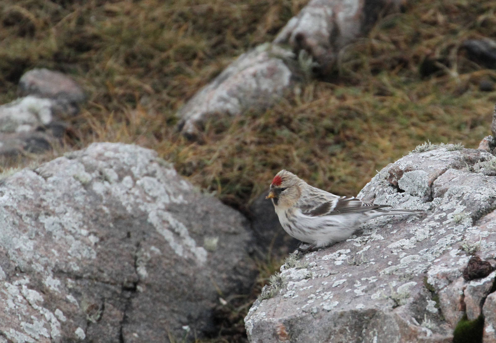 Mealy Redpoll?