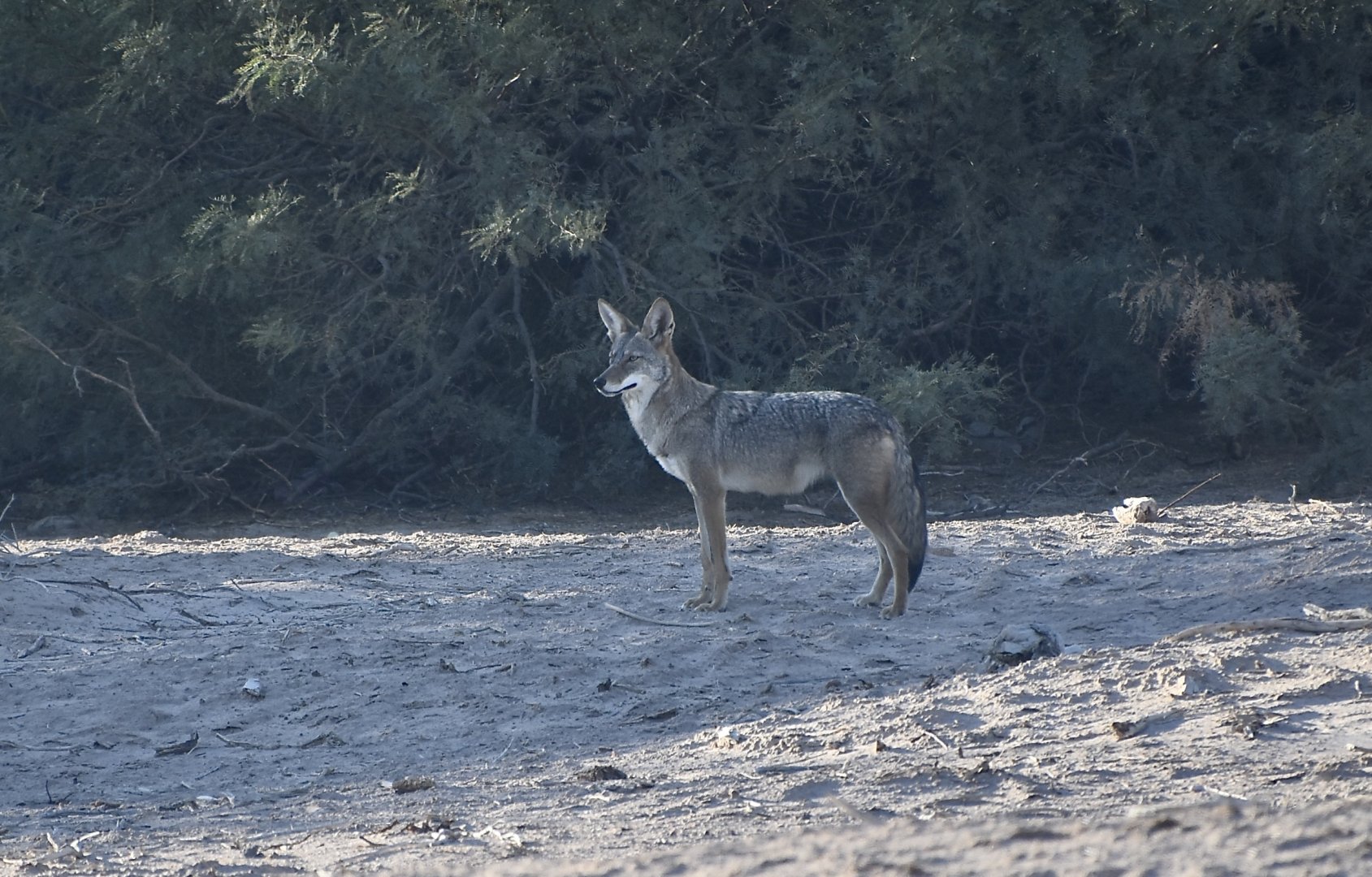 Mearns Coyote (Canis latrans mearnsi)