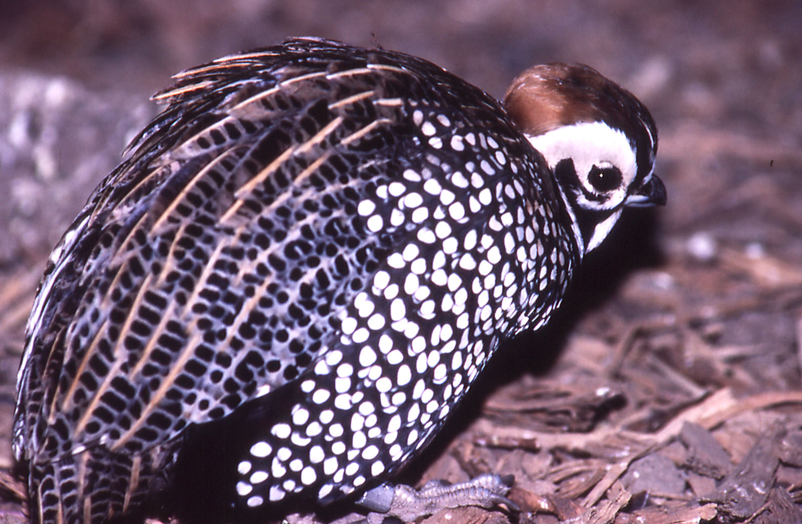 Mearns Montezuma Quail