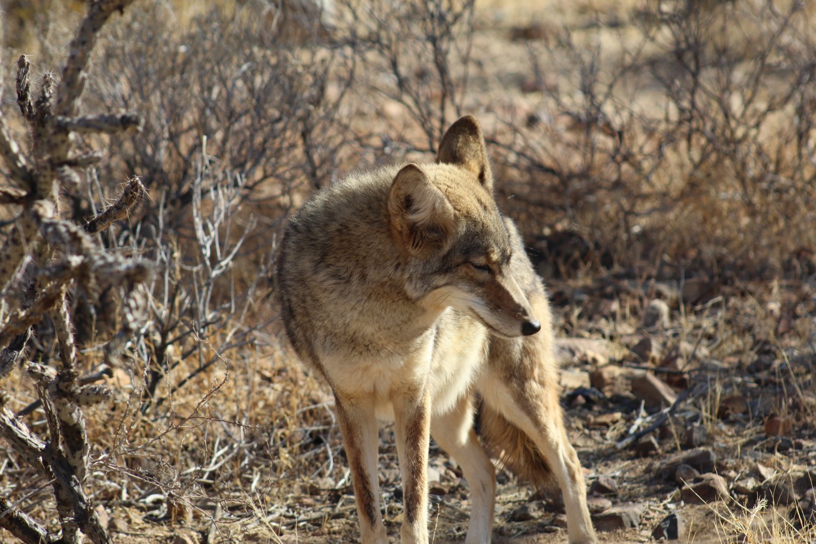 Mearns's Coyote