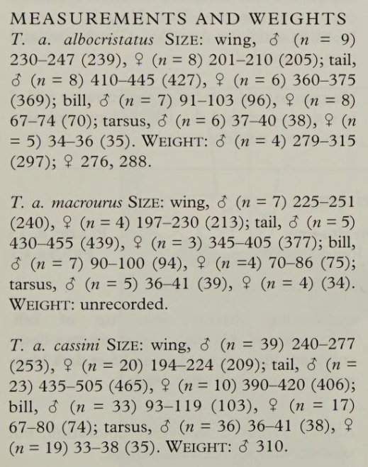 Measurements of Long-tailed Hornbills (Horizocerus sp.)