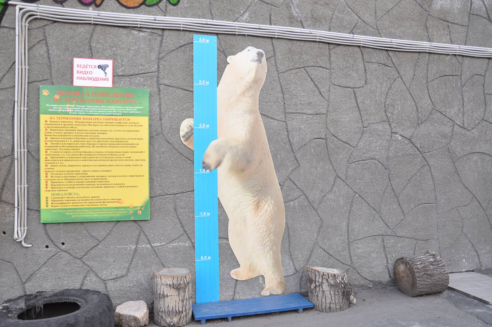 Measuring growth with polar bear
