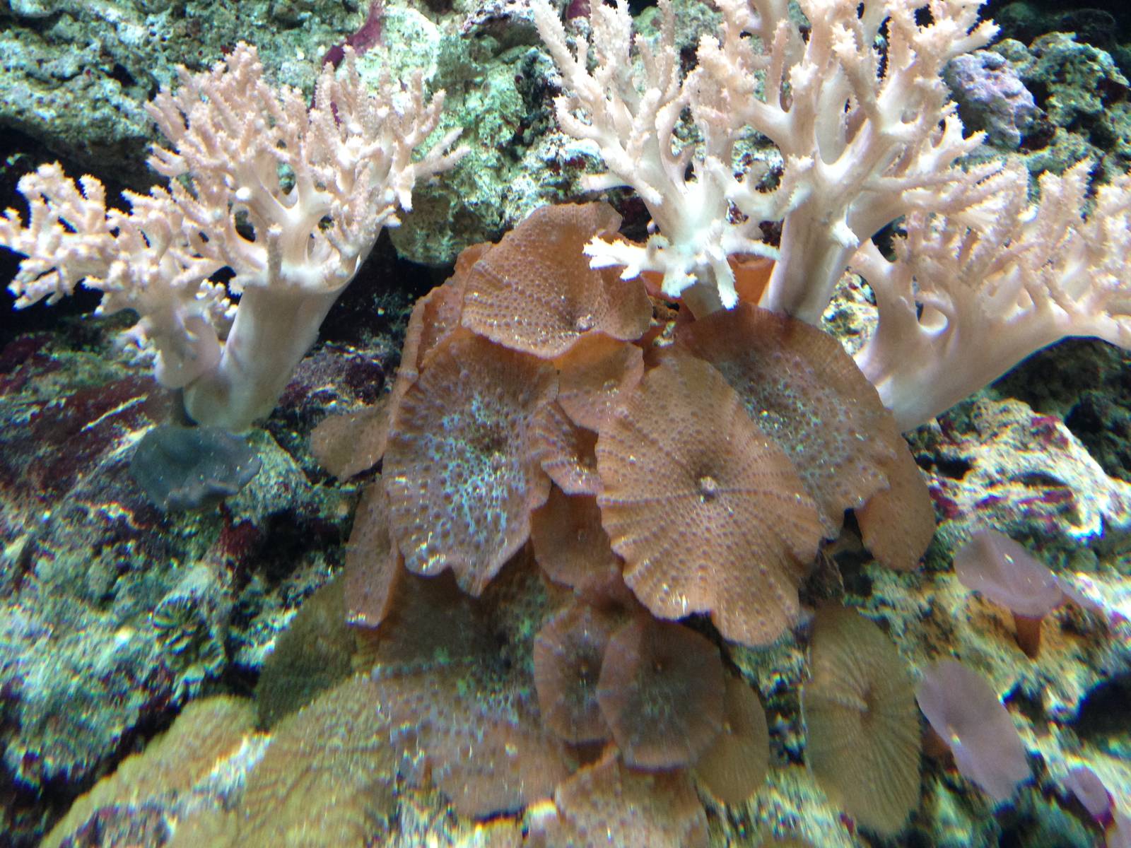 Meat Coral at Blue Planet Aquarium - 05/10/2013