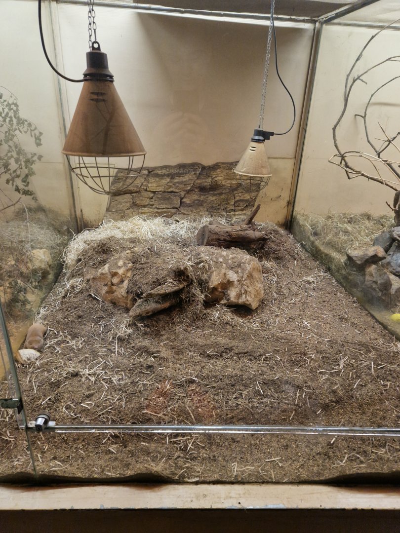 Mechow's mole-rat enclosure