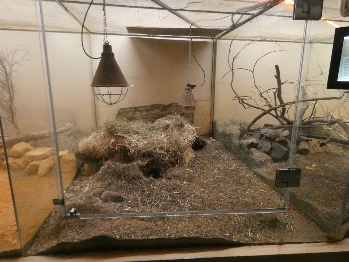 Mechow's mole rat enclosure