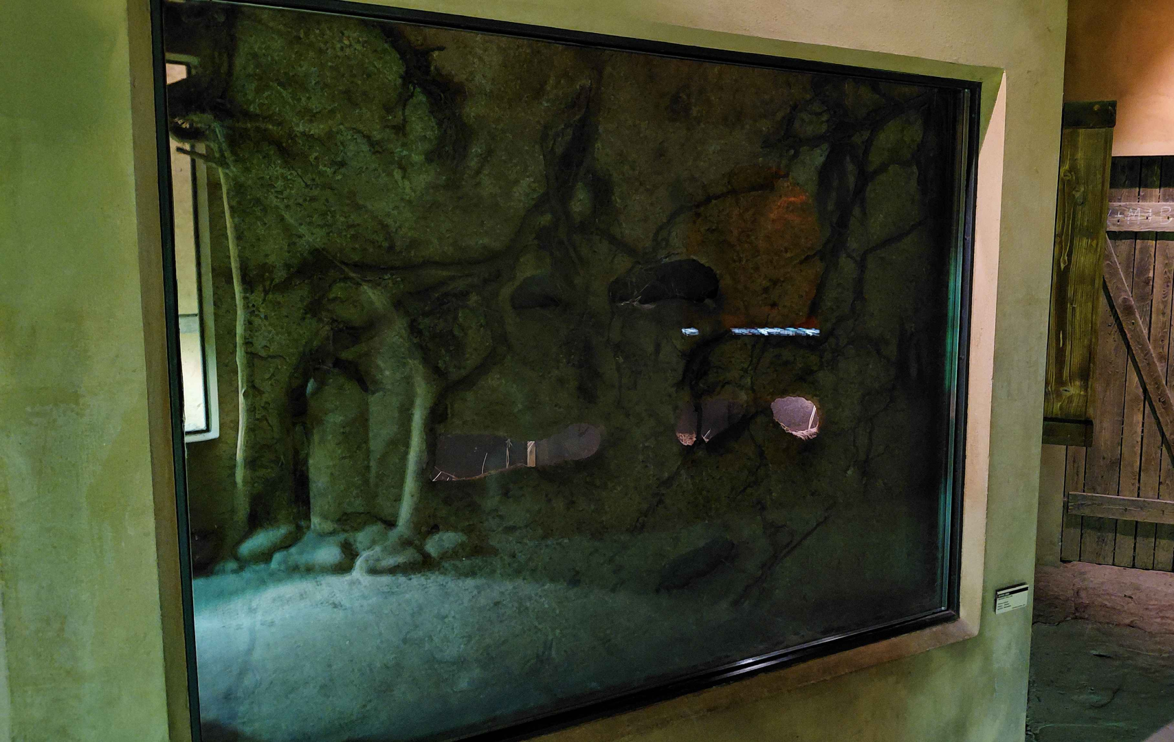 Mechow's mole-rat exhibit