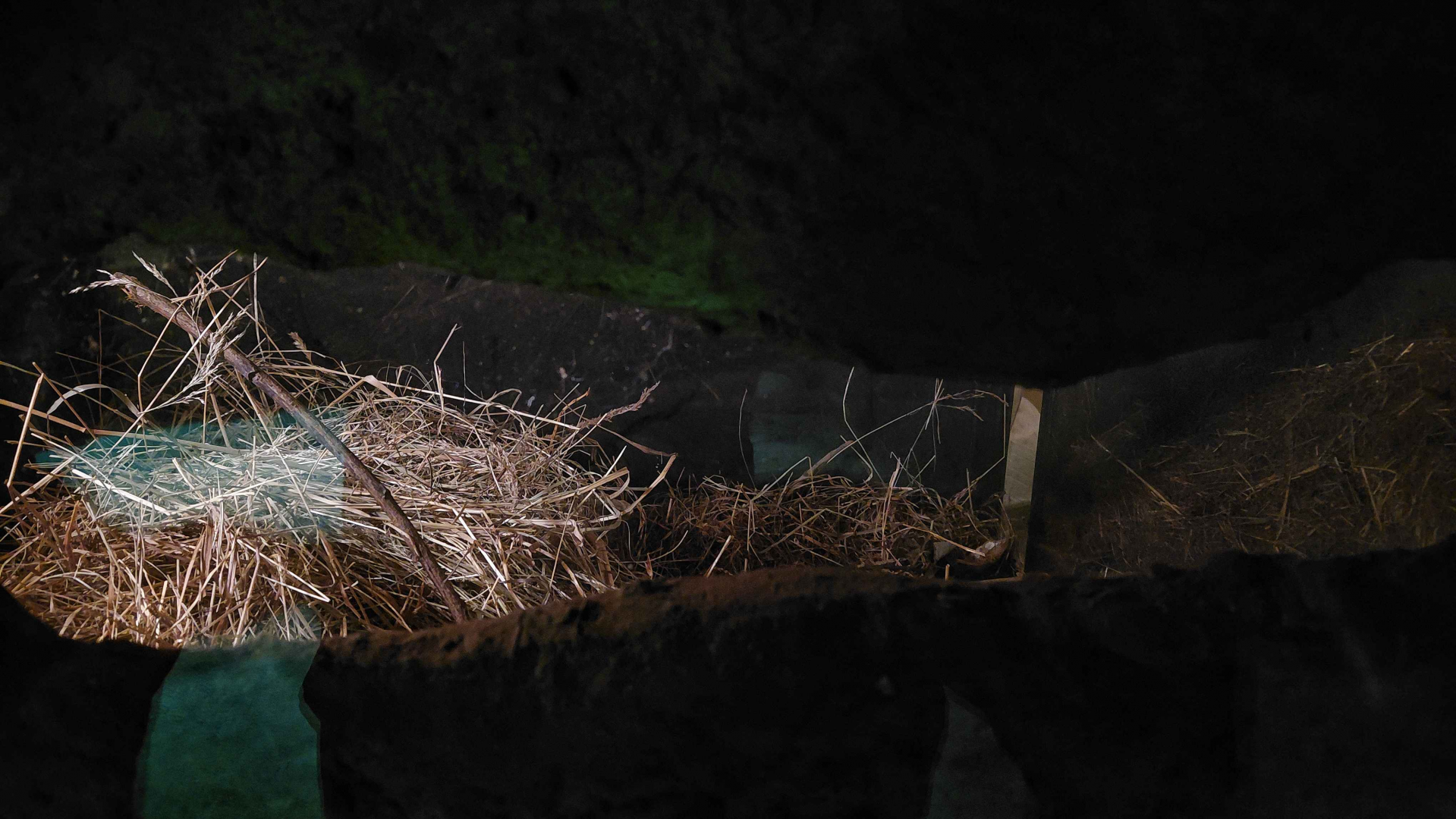 Mechow's mole-rat exhibit