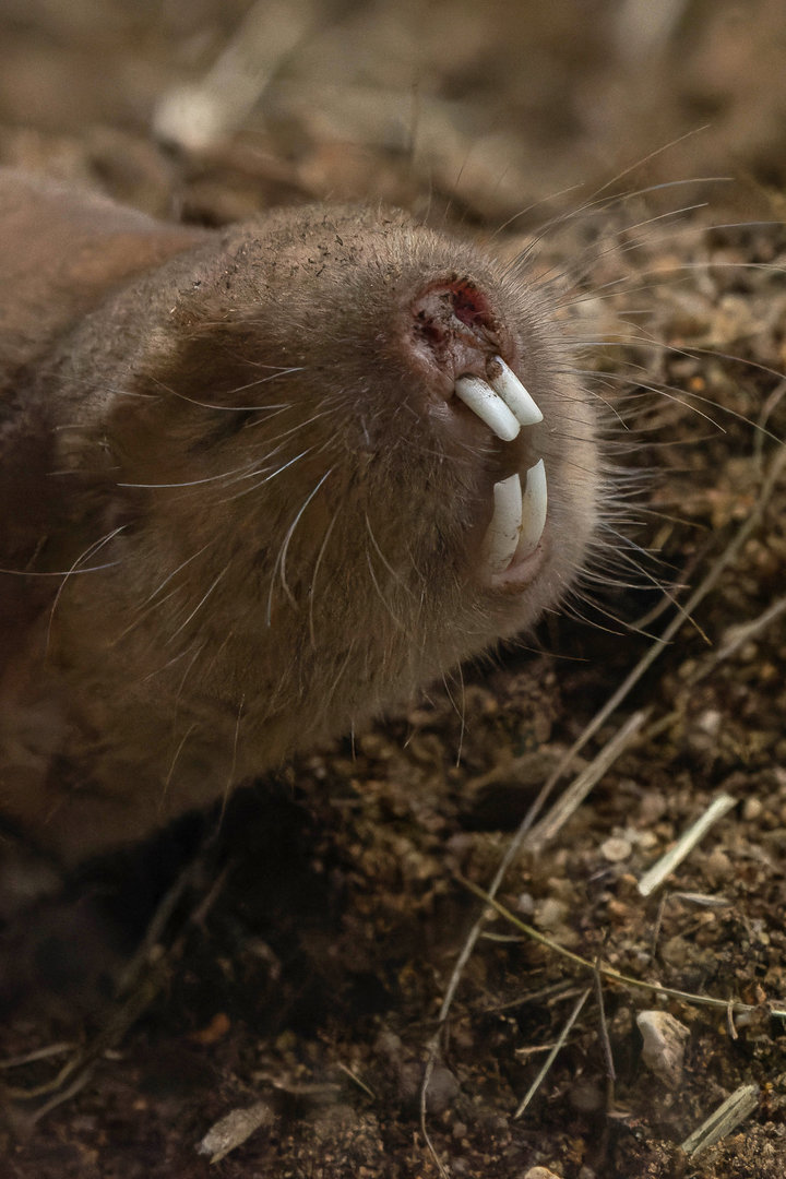 Mechow's mole-rat (Fukomys mechowi)