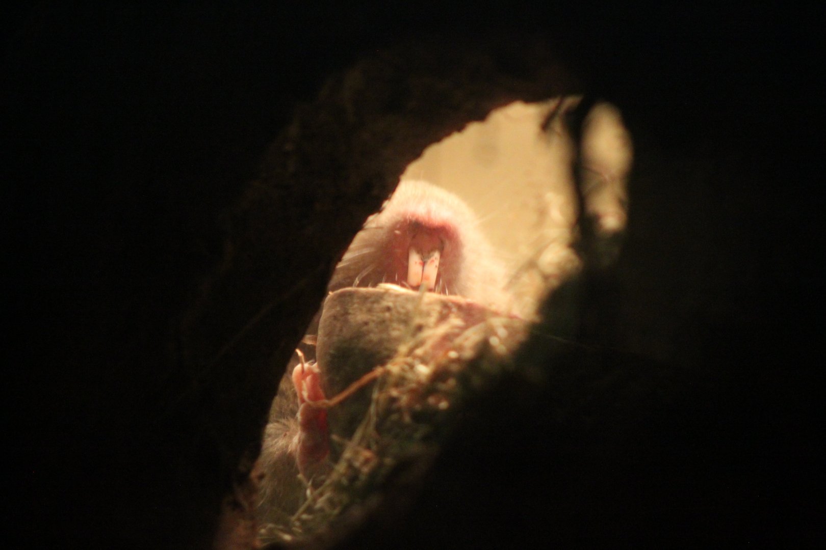 Mechow's mole-rat (Fukomys mechowii)