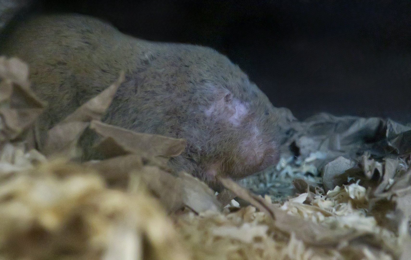Mechow's Mole-Rat (Fukomys mechowii)
