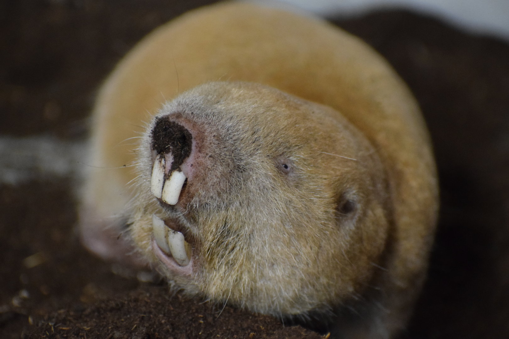 Mechow's mole-rat -University of South Bohemia (Oktober 2023)