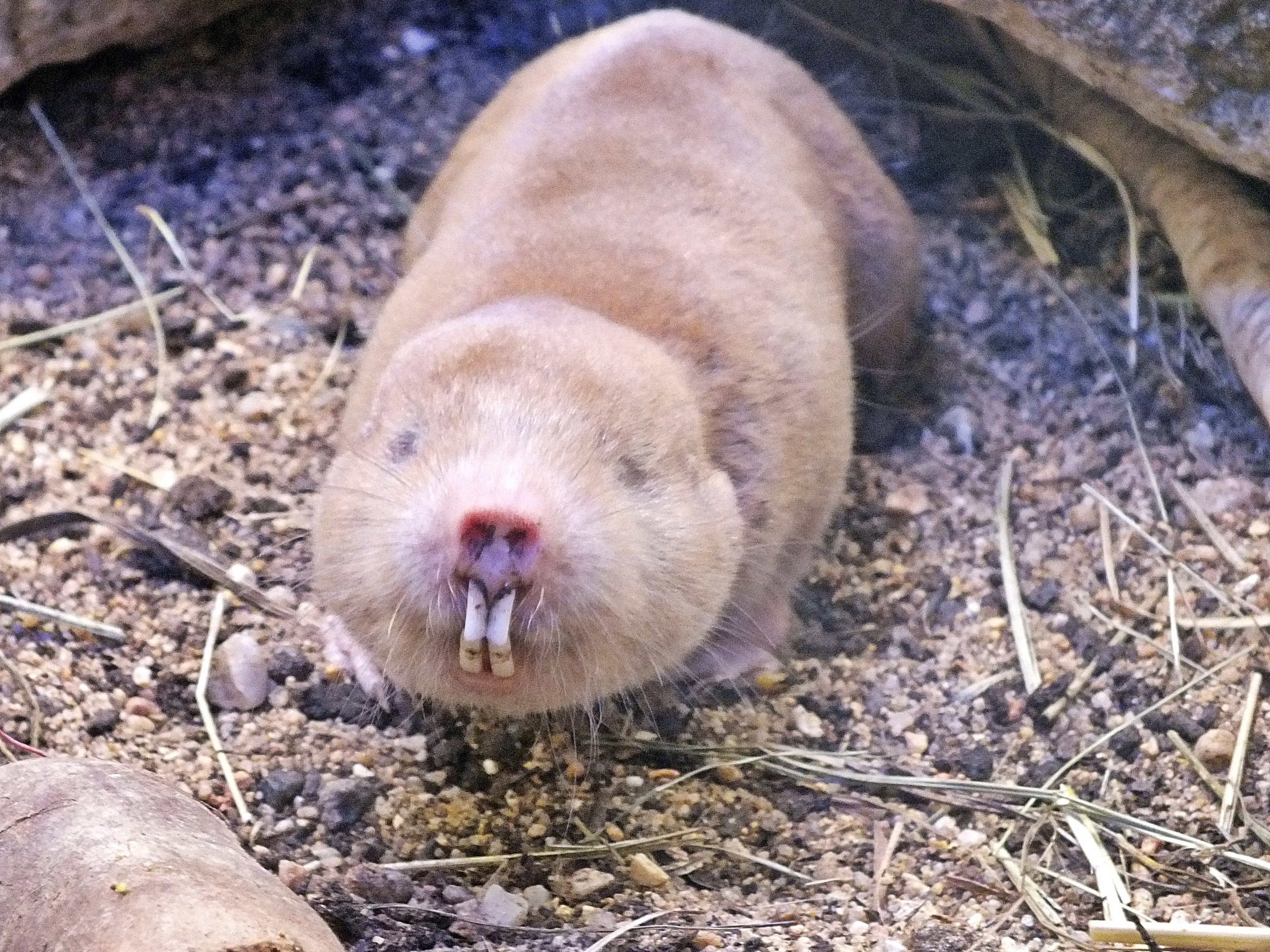 Mechow's mole-rat