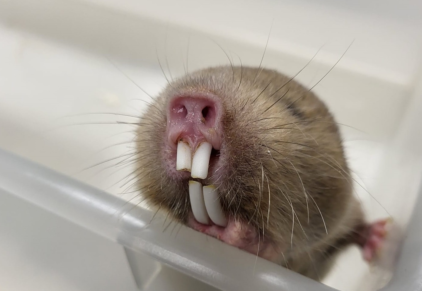 Mechow's mole-rat