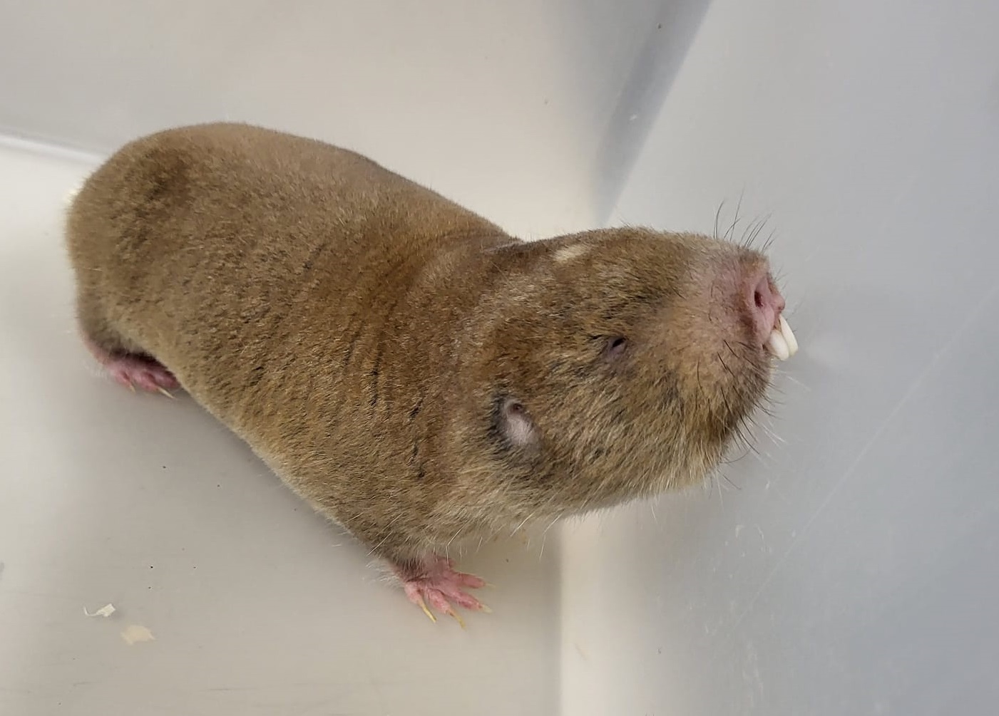Mechow's mole-rat