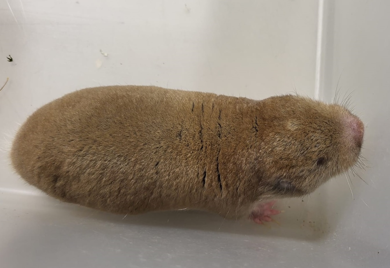 Mechow's mole-rat