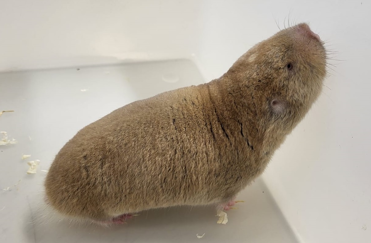 Mechow's mole-rat