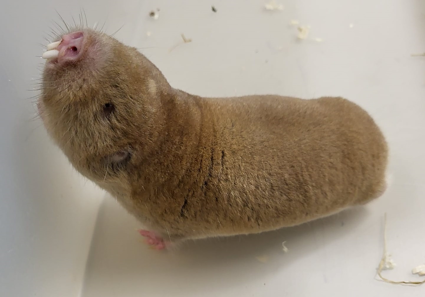 Mechow's mole-rat