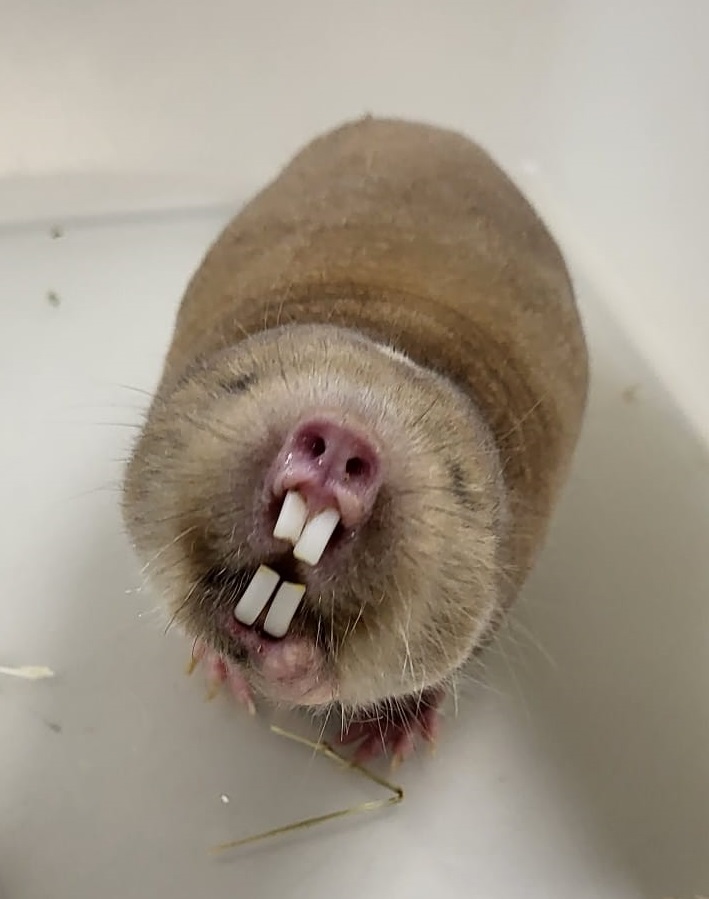 Mechow's mole-rat