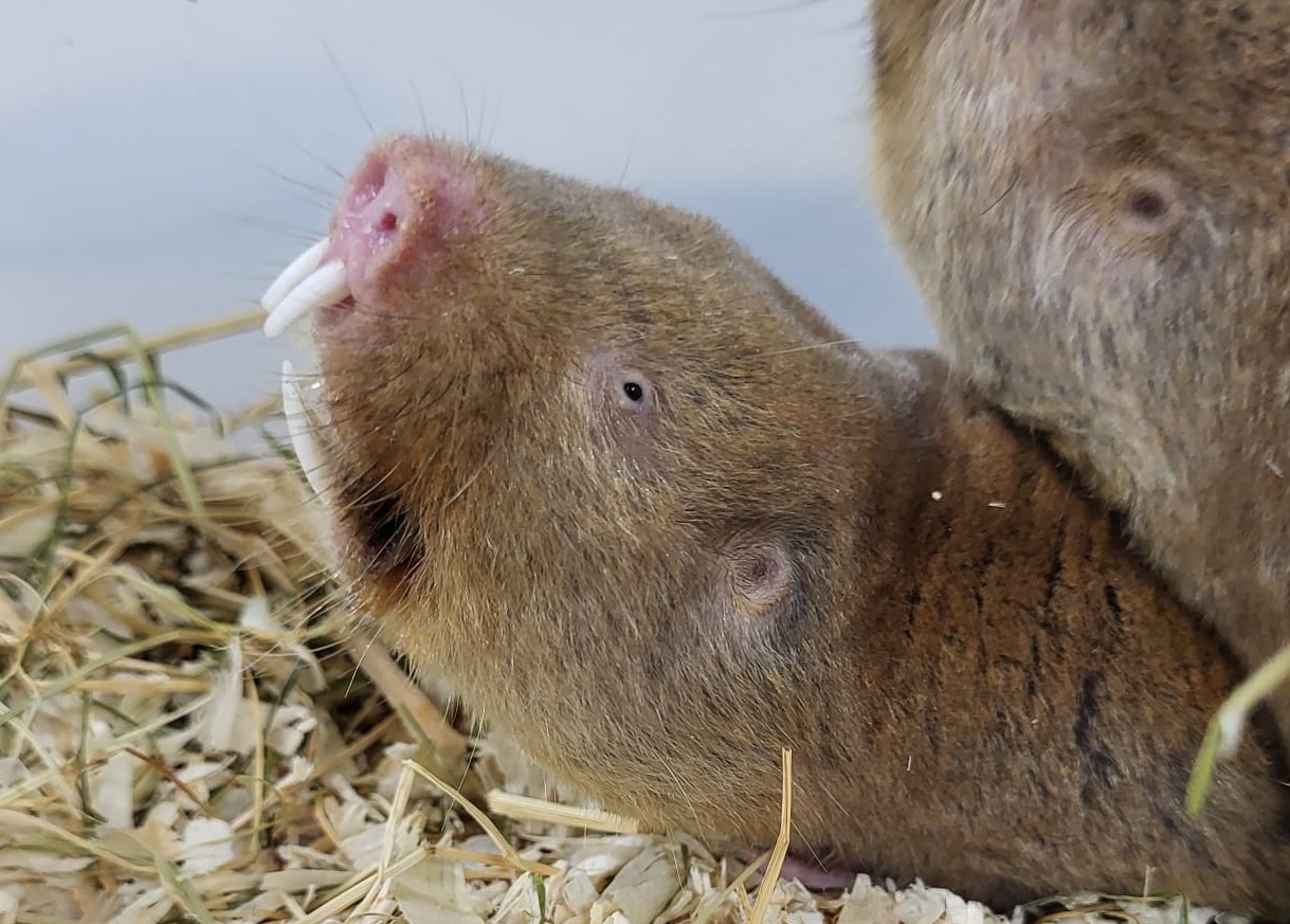 Mechow's mole-rat