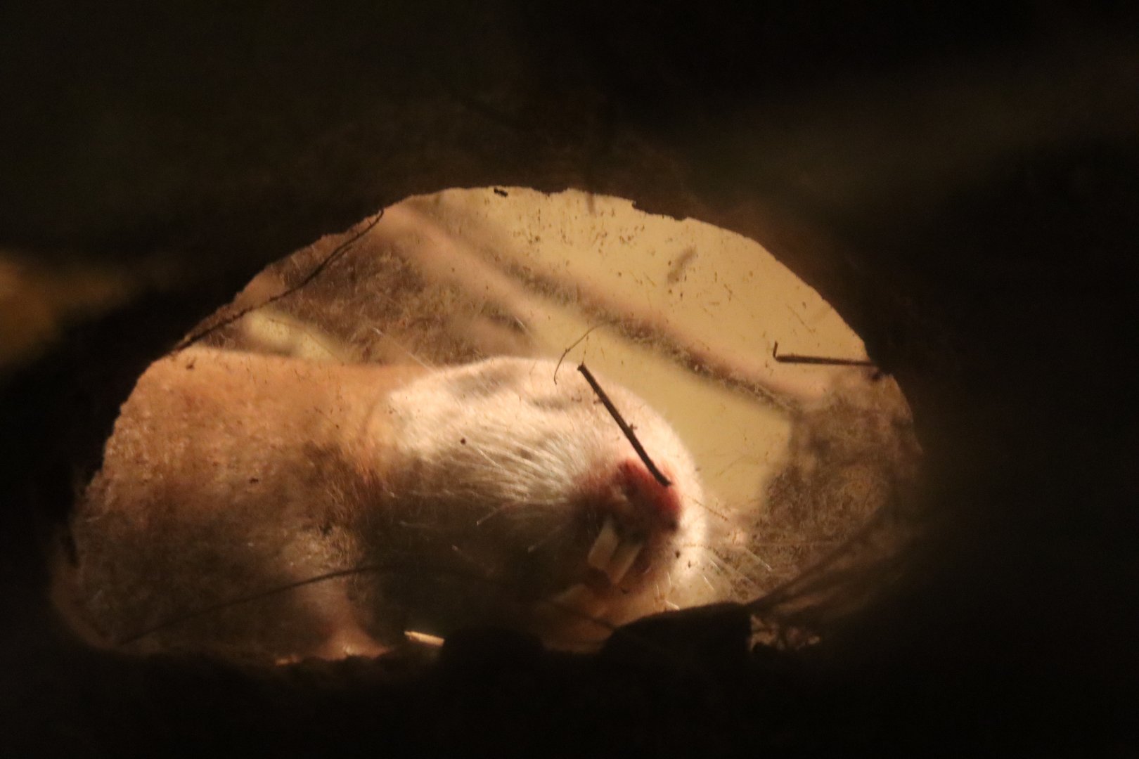 Mechow's mole-rat